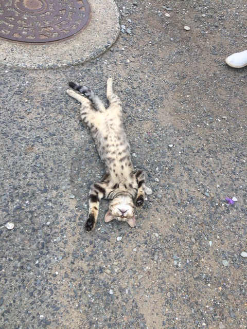相島の猫は打算的と思えるくらいホスピタリティに溢れていました。　